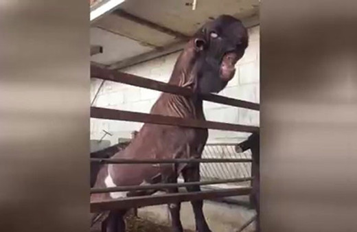 Mutant keçiyi görenler şoke oluyor