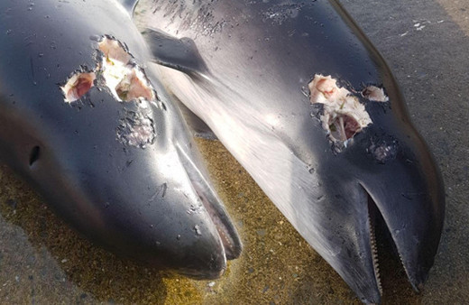 Bu nasıl insanlık! Ateş etmişler