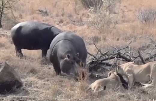 Aç su aygırı aslanların avına ortak olmak isterse