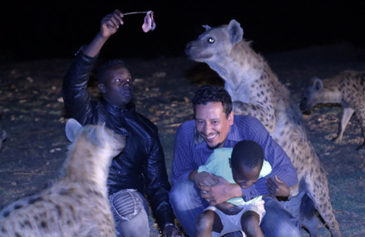 Vahşi sırtlanları elleriyle besliyor