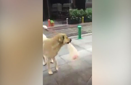 Mahalle kasabının en sadık müşterisi