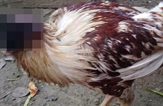 Başı kopan tavuk 10 gündür hayatta