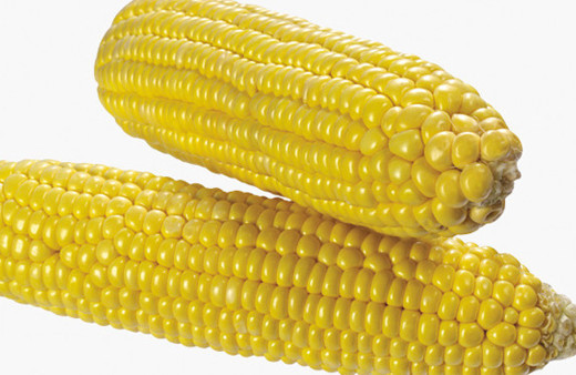 Proje hayata geçirildi yeni cin mısırı müthiş