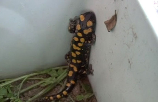 Nesli tükenmekte olan benekli semender Osmaniye'de ortaya çıktı