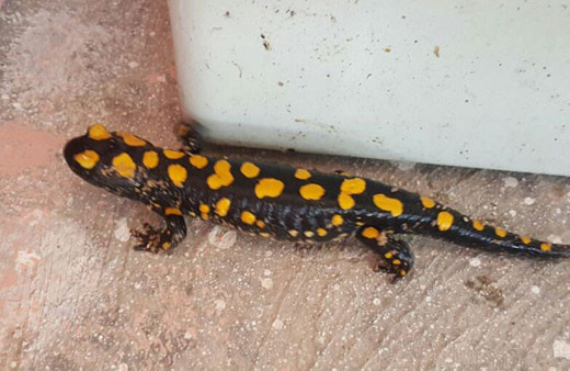 Osmaniye'de ortaya çıktı! Nesli tükenmek üzere