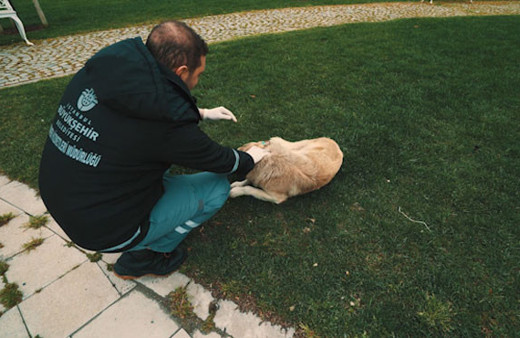 Tepeören sahipsiz hayvan bakımevi ve bahçeli yaşam alanı 2
