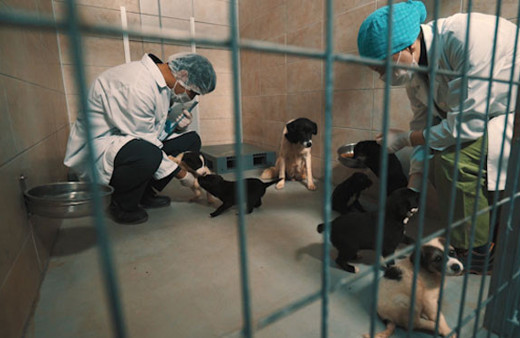 Tepeören sahipsiz hayvan bakımevi ve bahçeli yaşam alanı 3