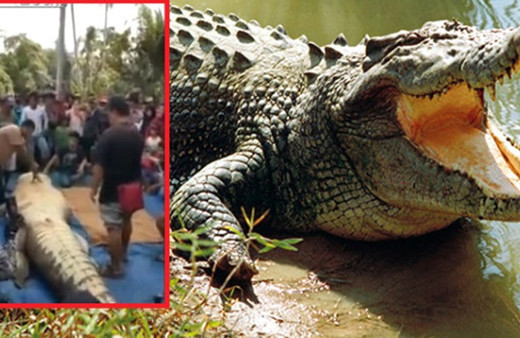 Timsahın yediği adam, hayvanın midesinden böyle çıkarıldı