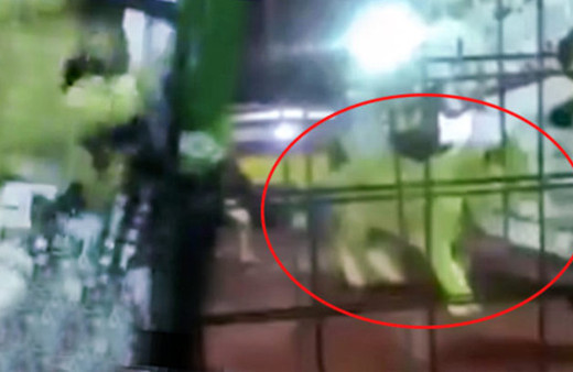 Festivalde dehşet! Aslan çocukların arasına daldı