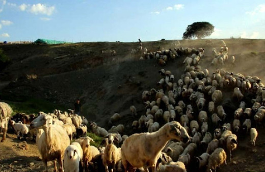 Van'da yayla ve meralar kullanıma açılıyor