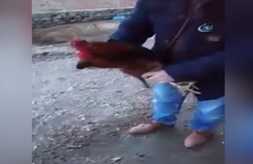 Bıçak korkusu horoza 'Anne' dedirtti