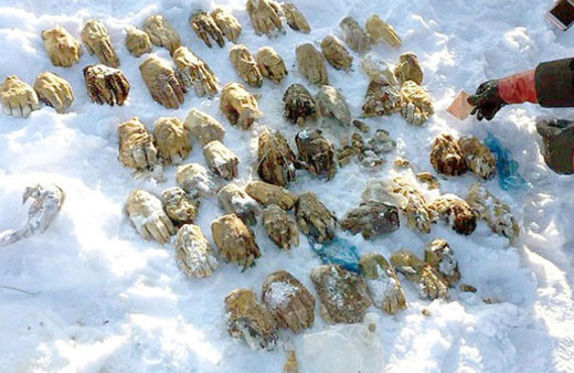 Kan donduran olay! 27 çift insan eli bulundu