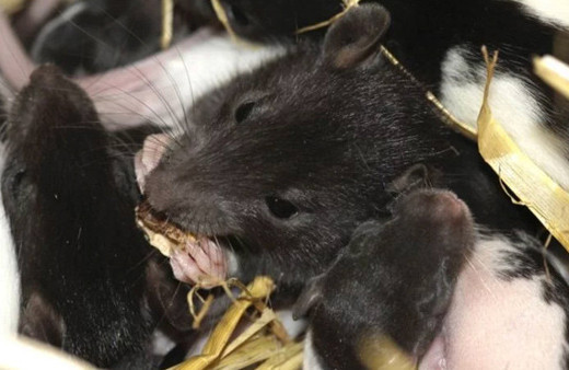 Yersen! Polise göre yarım ton esrarı fareler yedi