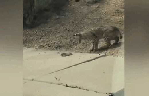 Vaşak ve çıngıraklı yılanın amansız kavgası böyle görüntülendi