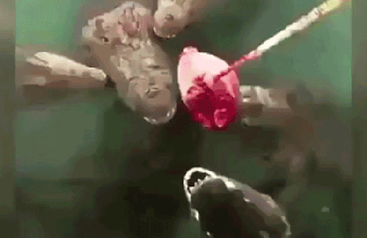 Sıradışı et savaşı kamerada