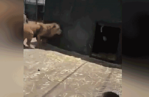 Kafese girmesiyle üzerine atlaması bir oldu!