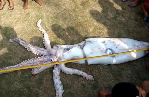 Kimse ilk bakışta ne olduğunu anlamadı! 2,5 metre uzunluğunda