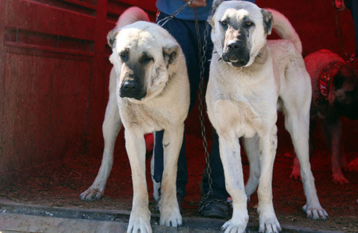 Sivas’ta Kangal köpekleri yarıştı
