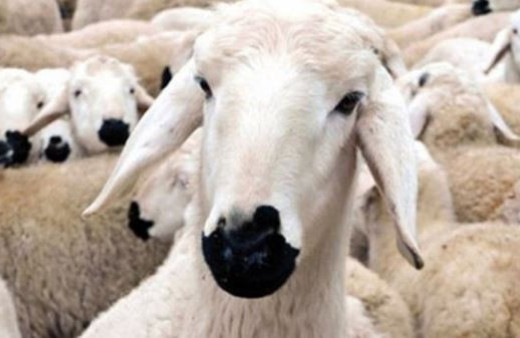 300 koyun dağıtımında yeni şartlar Bakan Fakıbaba açıkladı