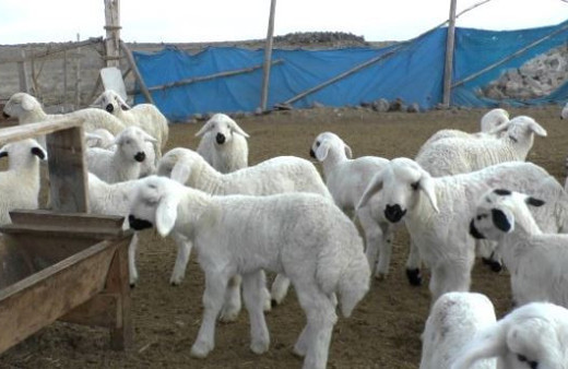 300 koyun başvuru sonuçları Tarım Bakanlığı-2018