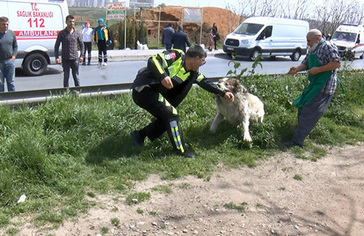 Tutanak tutmaya giden polise köpek saldırdı!
