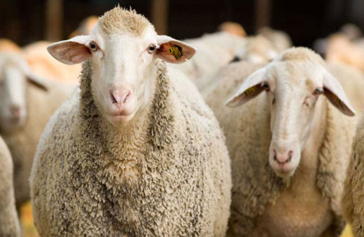 Kurban bayramı ne zaman-kaç gün sürüyor arefe günü tarihi