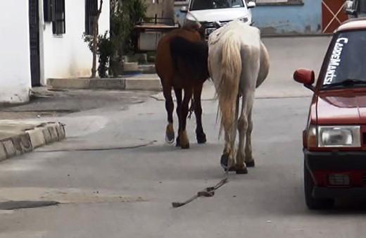 İplerinden kurtulan atlar trafiğe daldı