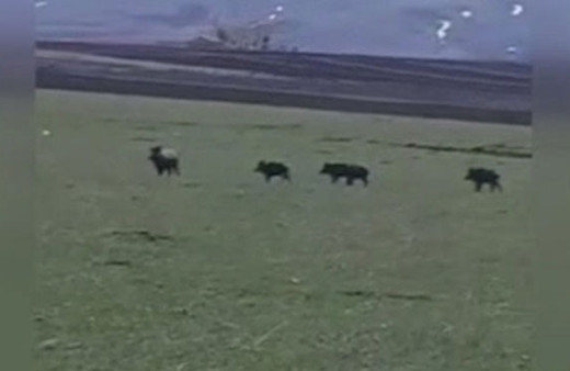 Gören telefonuna sarıldı! Domuz sürüsü köyü böyle bastı