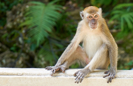 Eve giren maymun bebek çaldı