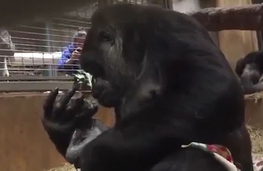 Anne gorilin yavrusuyla ilk karşılaşma anı!