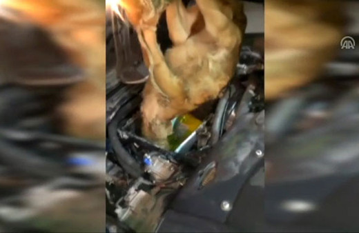Canlı danaları otomobilin motoruna saklamışlar