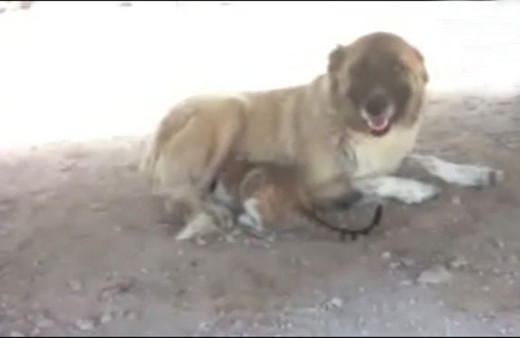 Kangal köpeği, kediyi emziriyor