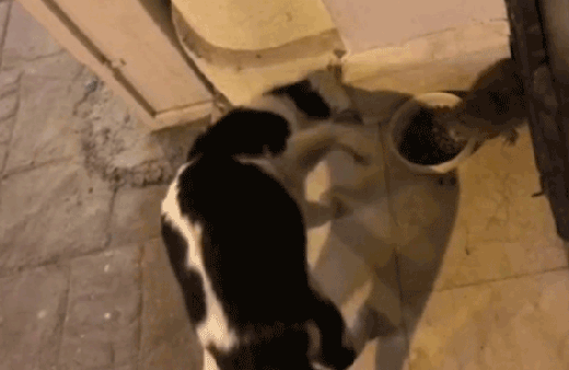 Hiç kimseden korkmuyor! Kedilerin kabusu oldu