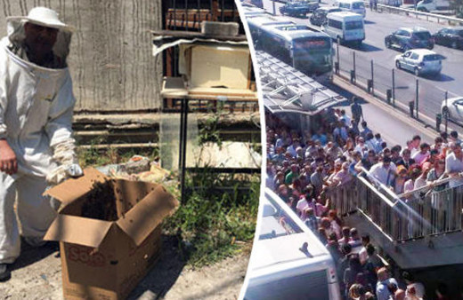 Sabah Kadıköy, akşam Mecidiyeköy! İstanbul'da arı şaşkınlığı