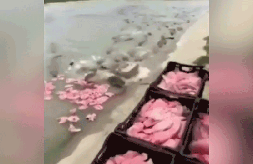 Tonlarca eti saniyeler içinde bitirdiler