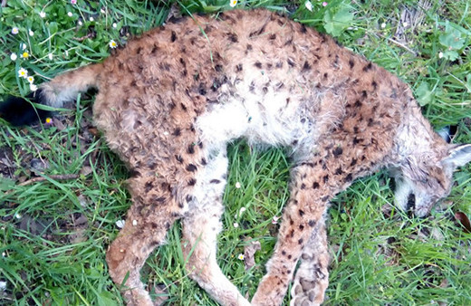 Acımadan vurup öldürdüler: Ekipler onların peşinde!