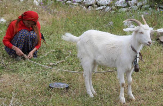 Bilun Dohmen bir zamanların ünlü mankeniydi şimdi koyun otlatıyor