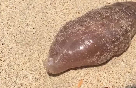  Kimse ne olduğunu anlayamadı… Bir anda ortaya çıktılar…