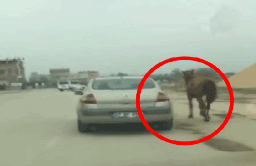 Atı otomobiline bağlayıp böyle koşturdu!