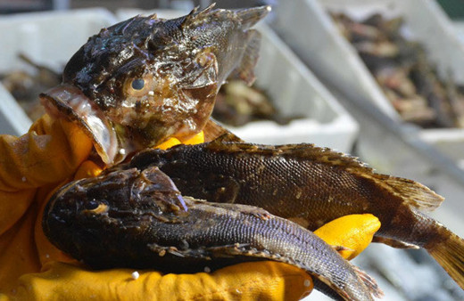 Dokunanı çarpıyor kilosu 45 TL'den satılıyor