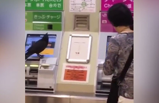 Çaldığı kredi kartıyla bilet almaya çalışan karga sosyal medyayı salladı