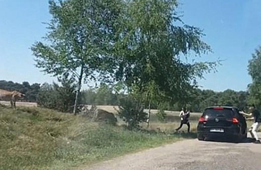 Araçlarından inip çitaları fotoğraflamak isteyen aile kabusu yaşadı