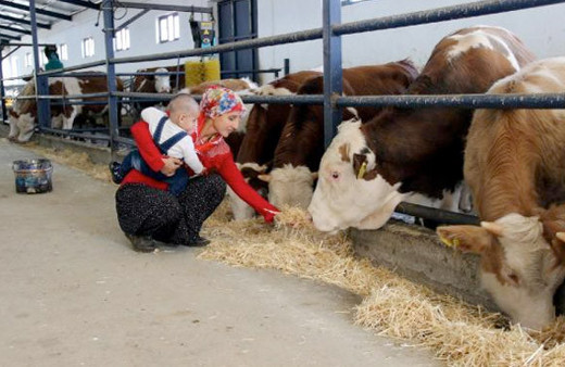 6 çocuk annesi 800 bin lira hibe desteği ile besi çiftliği kurdu