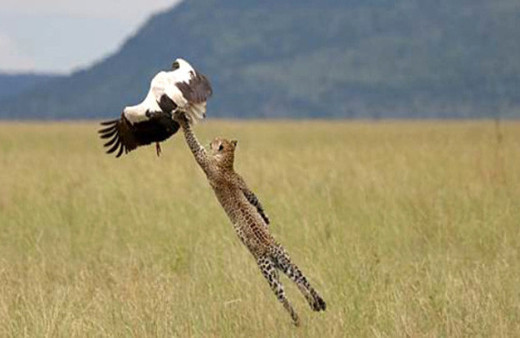 Aç leoparın nefes kesen saldırısını turistler görüntülendi