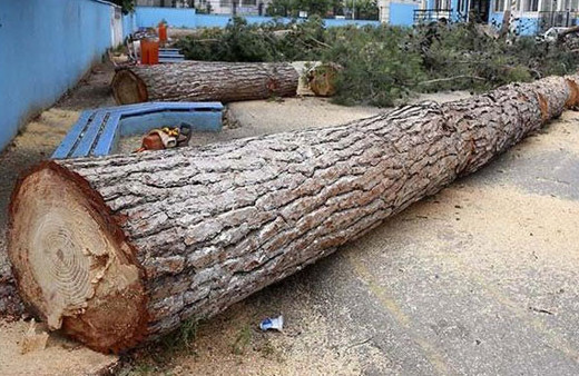 65 yıllık ağaçlar 'alerji yapıyor' diye kesildi