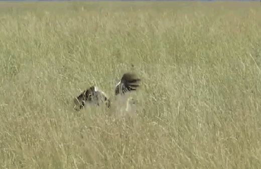 Bunu hiç beklemiyordu! Avlanmak isteyen leylek hayatının şokunu yaşadı