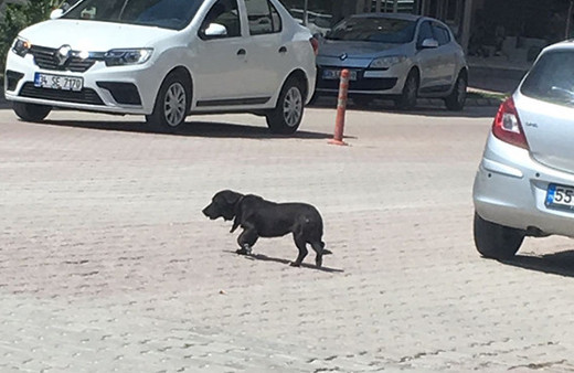 Bir ilçe 5 ay onu aradı: Ölmek üzereyken bulundu!