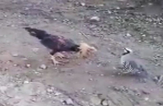 Horoza kafa tutan keklik kamerada