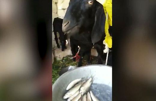 Böyle keçi mi olur? Sosyal medya bu görüntüyü konuşuyor 