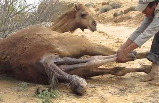 An be an görüntülendi onlar bir mucizeye şahit oldu